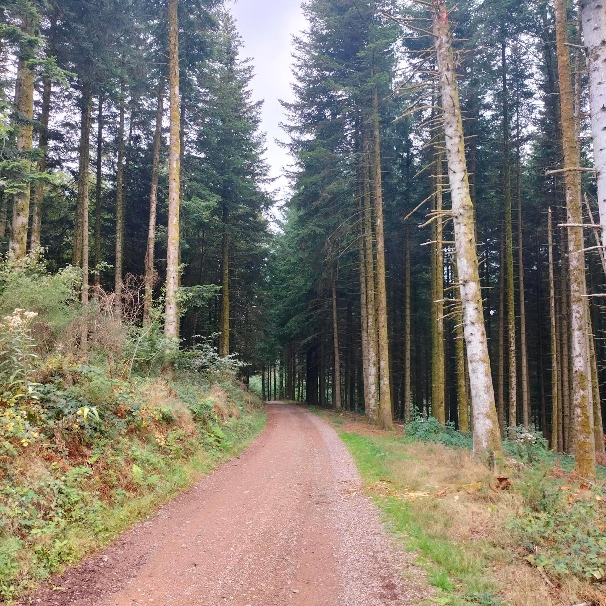 Gite Des Sapins Ranchal Exterior photo